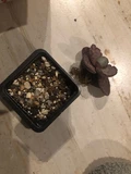 Фото покупателя к отзыву о Суккулент Каланхоэ Зебра