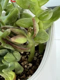 Фото покупателя к отзыву о Живой суккулент из коллекции EnjoyPlants D5,5 644139