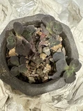 Фото покупателя к отзыву о Живой суккулент из коллекции EnjoyPlants D5,5 513012