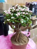 Фото покупателя к отзыву о Портулакария вариегатная (Portulacaria afra variegata) бонсай