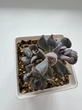 Фото покупателя к отзыву о Живой суккулент из коллекции EnjoyPlants D5,5 644139