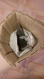 Фото покупателя к отзыву о Криптантус Зонатус