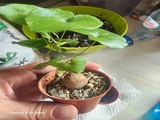 Фото покупателя к отзыву о Суккулент Диоскорея Слоновая