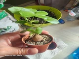 Фото покупателя к отзыву о Суккулент Диоскорея Слоновая