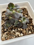 Фото покупателя к отзыву о Живой суккулент из коллекции EnjoyPlants D5,5 644139